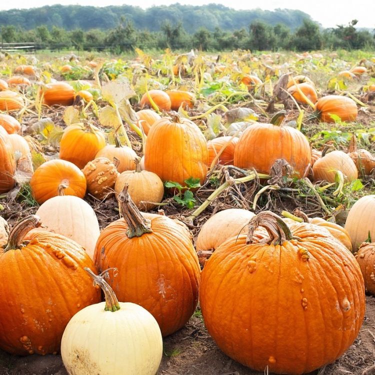 Pumpkin Patch