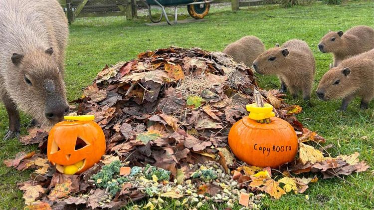 October Half Term and Halloween at Woburn Safari Park