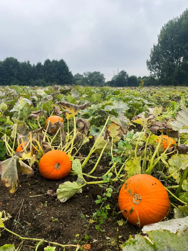 Pumpkin Patch at Hitchin Lavender