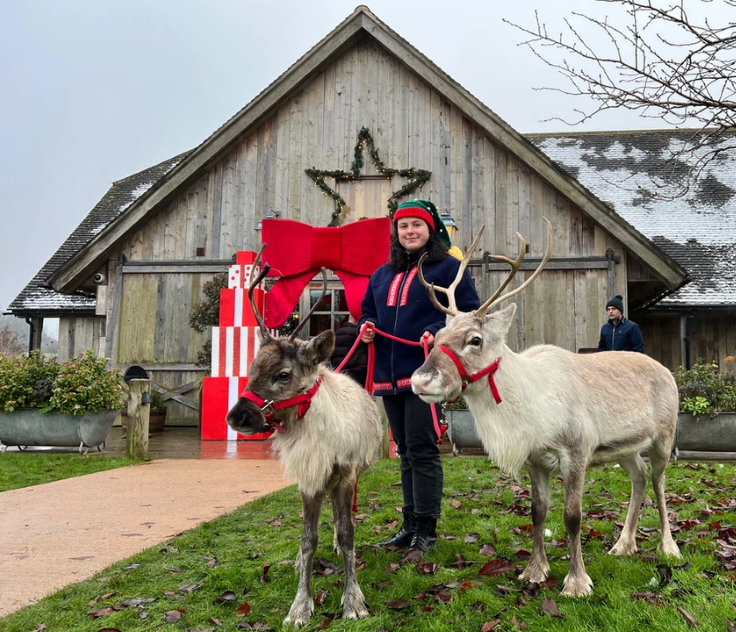 Reindeer in the Square 