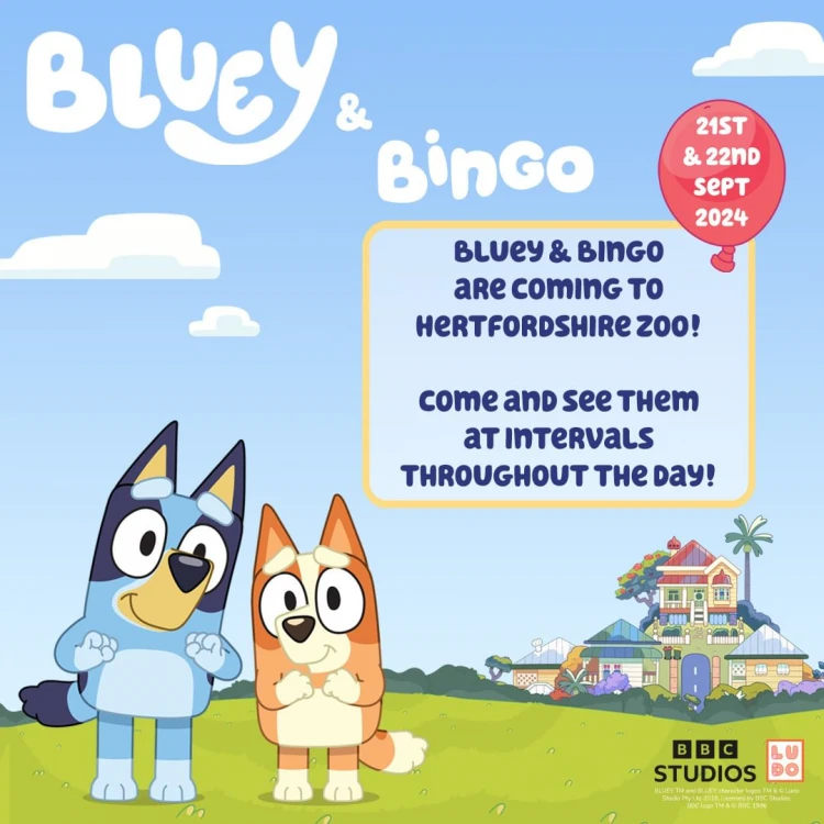 Bluey and Bingo at Hertfordshire Zoo