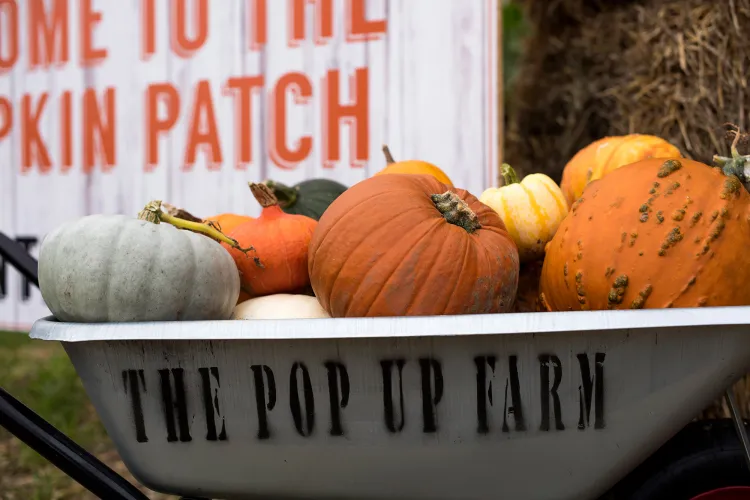 Pumpkin & Squash Festival