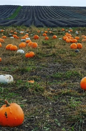 Hitchin Lavender Pumpkin Patch!