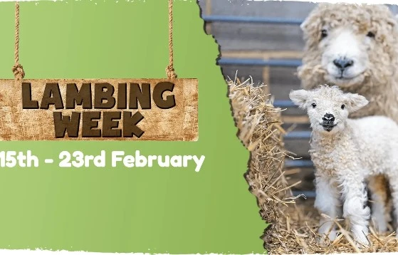 Lambing Week