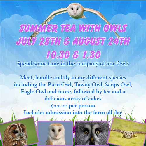 Summer Tea with Owls