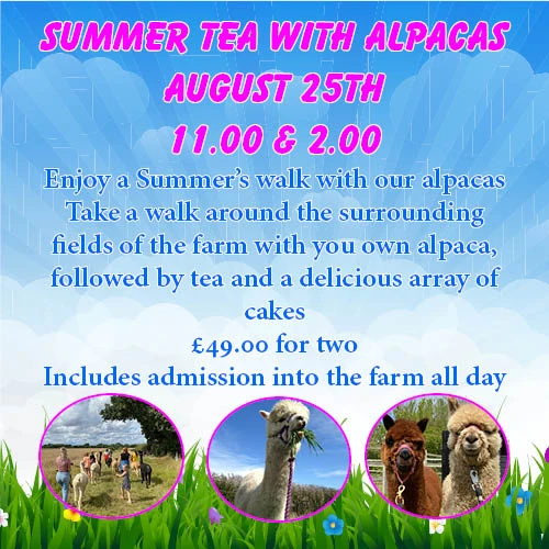 Summer Tea with Alpacas