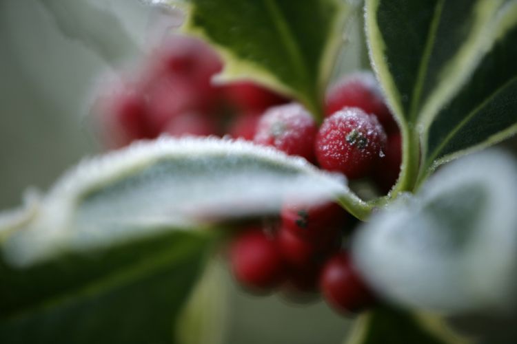 Winter Arts and Crafts at Rye Meads