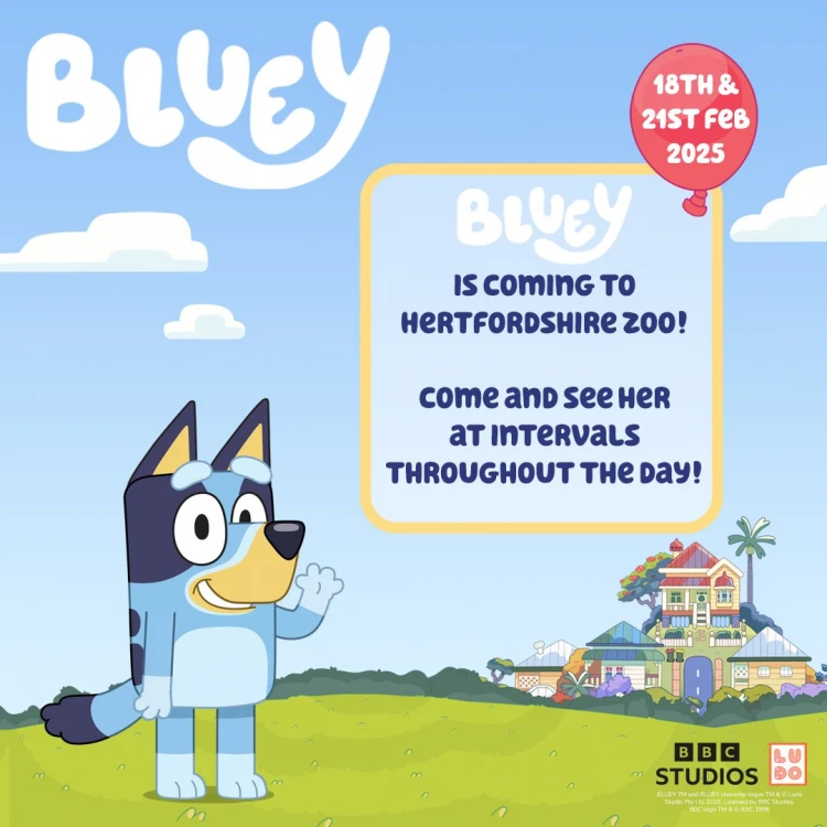 Meet  Bluey at Hertfordshire Zoo