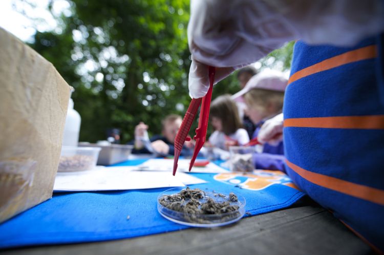 Owl Pellet Dissection