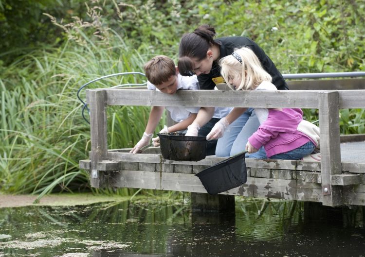 Self Led Pond Dipping - Easter at Rye Meads