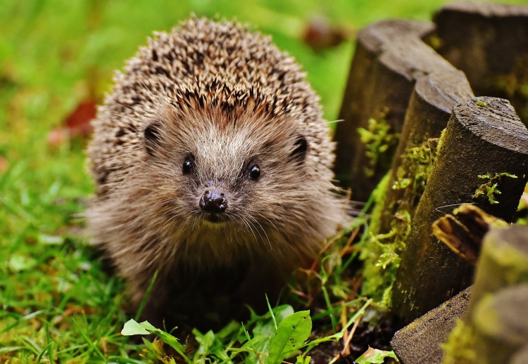 Discover Hedgehogs