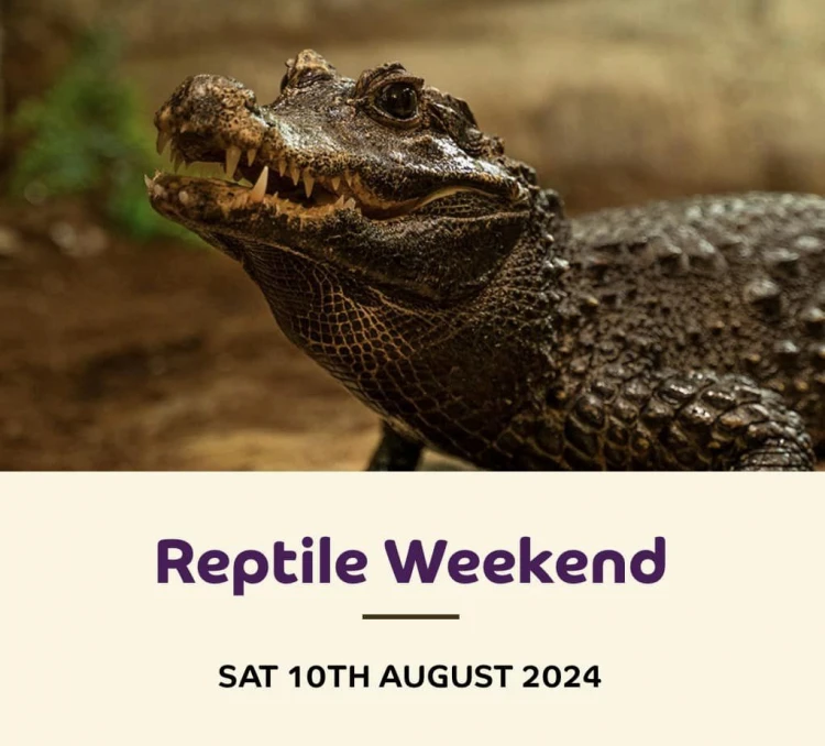 Reptile Weekend