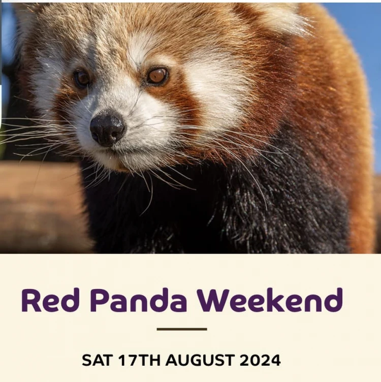 Red Panda Weekend