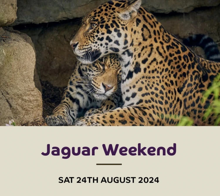 Jaguar Weekend