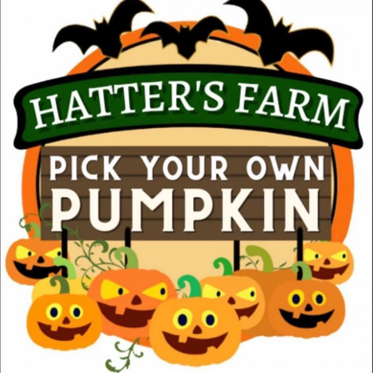 Pumpkin Picking at Hatters Farm