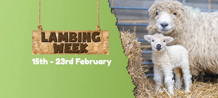 Lambing Week