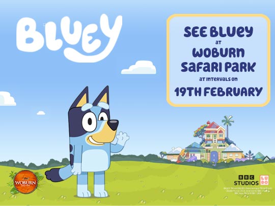 Come and see Bluey 19th February! 