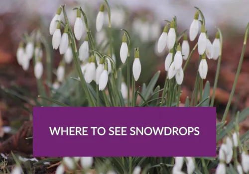 Snowdrops