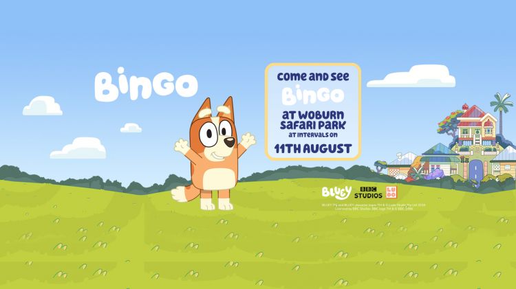 Come along and meet Bingo on the 11th August at Woburn Safari Park!