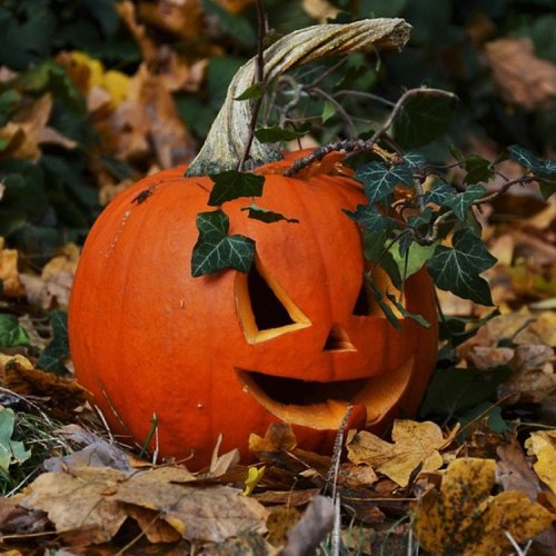 Pumpkin Picking at Cammas Hall