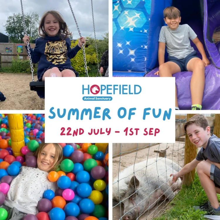 Hopefield's Summer of Fun