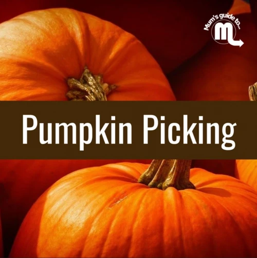 Mumsguide to St Albans- Pumpkin Picking