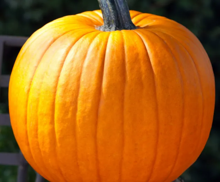 Pumpkin Pick with Goats