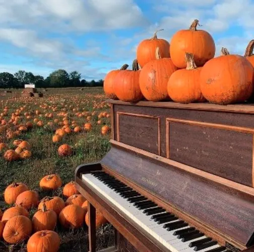 Pumpkin Picking at the Pop Up Farm