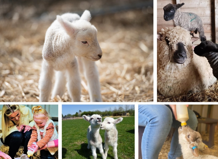 Lamb Bottle Feeding at Church Farm